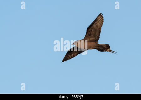 Kleine Jager, parasitäre Jaeger, Eulen parasiticus, Island, Erwachsene Stockfoto