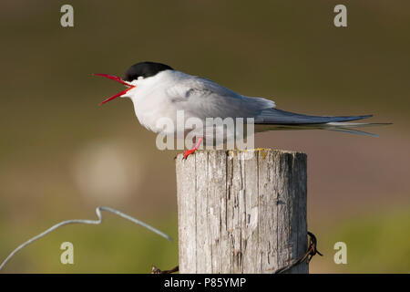 Küstenseeschwalbe Küstenseeschwalbe, Sterna Paradisaea-, Island, Erwachsene Stockfoto