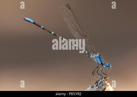 Mannetje Arkia sedula, männlich Blue-ringed Tänzerin Stockfoto