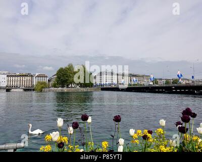 Ein wan gleitet über den Genfer See im Frühjahr mit Silhouette der schneebedeckten Berge im Hintergrund an einem bewölkten Tag, Schweiz. Stockfoto