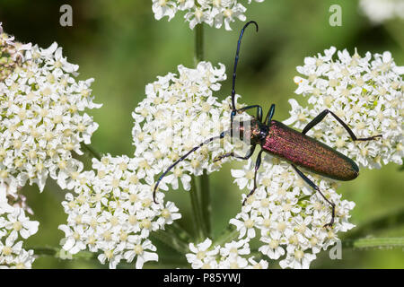 Aromia moschata - Moschus Käfer - Moschusbock, Deutschland, Imago, männlich Stockfoto