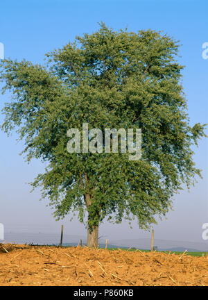 Silber Ahorn Baum auf misty Hügel IM SOMMER (ACER SACCHARINUM) [Serie] VIER JAHRESZEITEN/Pennsylvania Stockfoto