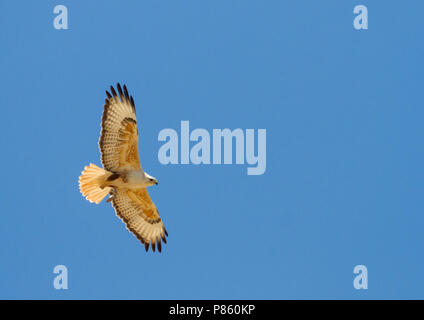 Atlas Langbeinige Mäusebussard (Buteo rufinus ssp. cirtensis), Marokko, Erwachsene Stockfoto