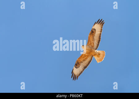 Atlas Langbeinige Mäusebussard (Buteo rufinus ssp. cirtensis), Marokko, Erwachsene Stockfoto