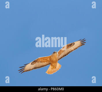 Atlas Langbeinige Mäusebussard (Buteo rufinus ssp. cirtensis), Marokko, Erwachsene Stockfoto