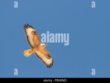 Atlas Langbeinige Mäusebussard (Buteo rufinus ssp. cirtensis), Marokko, Erwachsene Stockfoto