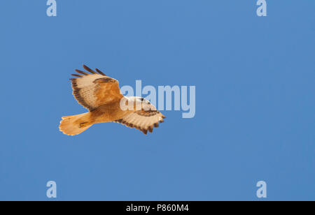 Atlas Langbeinige Mäusebussard (Buteo rufinus ssp. cirtensis), Marokko, Erwachsene Stockfoto