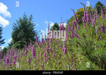 Fingerhut in der Hochschule Tal, Northumberland Stockfoto