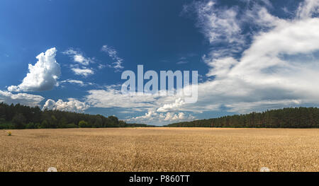 Weizen Roggen Feld mit blauen wolkenlosen Himmel. Reife Gerste auf dem Feld am späten Nachmittag, Sonnenuntergang Hintergrundbeleuchtung, mit flauschigen weissen Wolken. Wundervolle imag Stockfoto