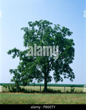 Nußbaum (Juglans nigra) IM SOMMER [FOUR SEASON SERIES]/Pennsylvania Stockfoto