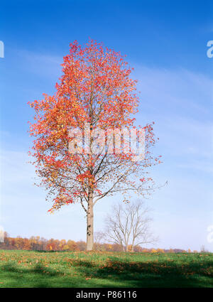 SWEET GUM TREE (LIQUIDAMBAR STYRACIFLUA) mit Herbst Farbe [SERIE VON VIER JAHRESZEITEN] / PENNSYLVANIA Stockfoto