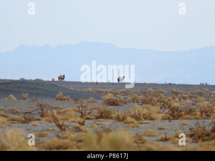 Wild Bactrian Camel (Camelus ferus) zu Fuß in der Wüste Gobi in der Mongolei. Stockfoto