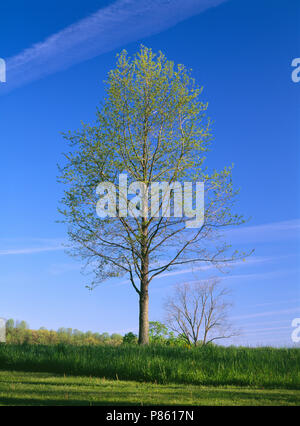 SWEET GUM TREE (LIQUIDAMBAR STYRACIFLUA) MIT NEUEN WACHSTUM IM FRÜHJAHR [SERIE VON VIER JAHRESZEITEN] / PENNSYLVANIA Stockfoto