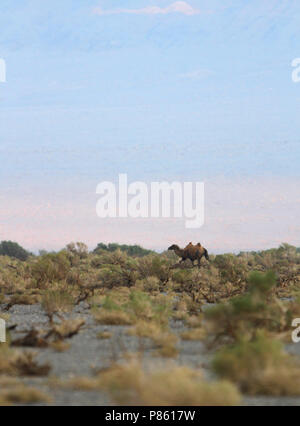 Wild Bactrian Camel (Camelus ferus) zu Fuß in der Wüste Gobi in der Mongolei. Stockfoto