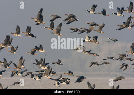 Groep Kolganzen in Vlucht; Fliegende Gruppe größer, weiß verputztes Gänse Stockfoto