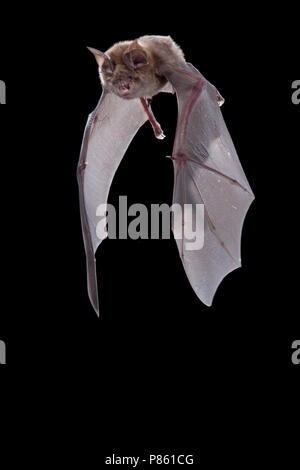 Grote Hoefijzerneus, größere Horseshoe Bat, Rhinolophus ferrumequinum Stockfoto