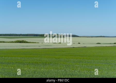 Podolien anbrachte Region der Ukraine, Frühling Landschaft. Grünes Weizenfeld Stockfoto