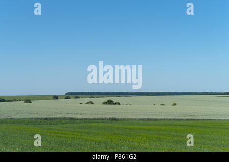 Podolien anbrachte Region der Ukraine, Frühling Landschaft. Grünes Weizenfeld Stockfoto