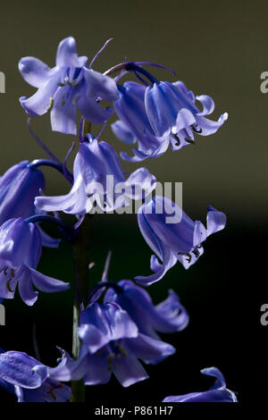 Close-up van bloeiende Boshyacint, Nahaufnahme der Blüte gemeinsame Bluebell Stockfoto