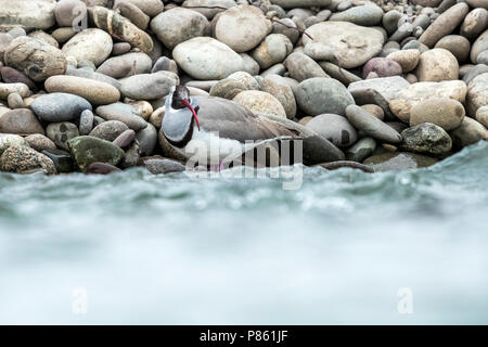 Nach winter Gefieder Poloschaf auf felsigen Ufer des Indus, Ladakh, Indien sitzen. Februar 2017. Stockfoto