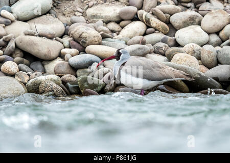 Nach winter Gefieder Poloschaf auf felsigen Ufer des Indus, Ladakh, Indien sitzen. Februar 2017. Stockfoto