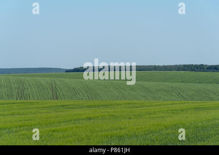 Podolien anbrachte Region der Ukraine, Frühling Landschaft. Grünes Weizenfeld Stockfoto