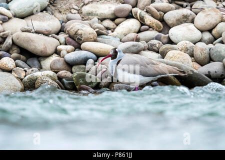 Nach winter Gefieder Poloschaf auf felsigen Ufer des Indus, Ladakh, Indien sitzen. Februar 2017. Stockfoto