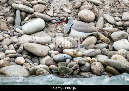 Nach winter Gefieder Poloschaf auf felsigen Ufer des Indus, Ladakh, Indien sitzen. Februar 2017. Stockfoto