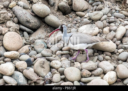 Nach winter Gefieder Poloschaf auf felsigen Ufer des Indus, Ladakh, Indien sitzen. Februar 2017. Stockfoto