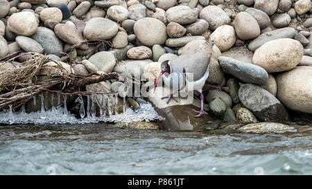 Nach winter Gefieder Poloschaf auf felsigen Ufer des Indus, Ladakh, Indien sitzen. Februar 2017. Stockfoto