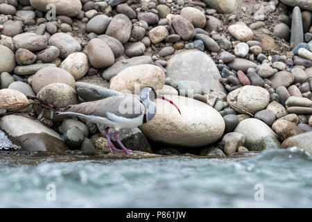 Nach winter Gefieder Poloschaf auf felsigen Ufer des Indus, Ladakh, Indien sitzen. Februar 2017. Stockfoto