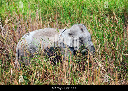 Asiatischer Elefant (lEephas maximus) im Kaziranga National Park, Assam, Indien Stockfoto