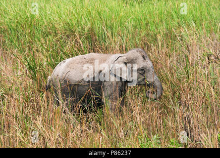 Asiatischer Elefant (lEephas maximus) im Kaziranga National Park, Assam, Indien Stockfoto