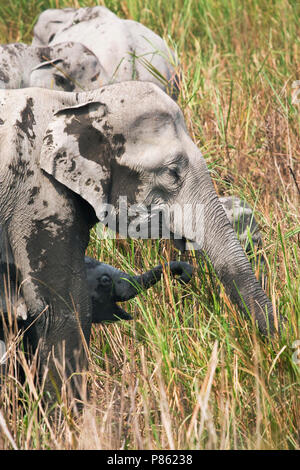 Asiatischer Elefant (lEephas maximus) im Kaziranga National Park, Assam, Indien Stockfoto