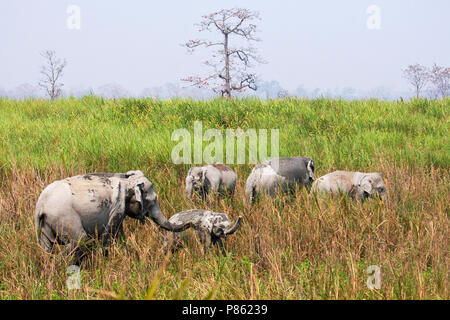 Asiatischer Elefant (lEephas maximus) im Kaziranga National Park, Assam, Indien Stockfoto