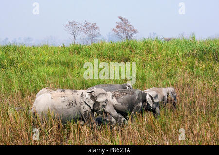 Asiatischer Elefant (lEephas maximus) im Kaziranga National Park, Assam, Indien Stockfoto