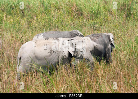 Asiatischer Elefant (lEephas maximus) im Kaziranga National Park, Assam, Indien Stockfoto