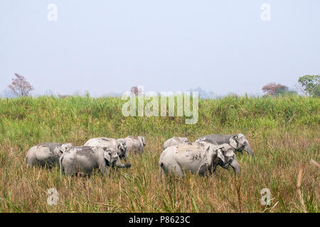 Asiatischer Elefant (lEephas maximus) im Kaziranga National Park, Assam, Indien Stockfoto