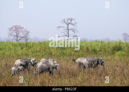 Asiatischer Elefant (lEephas maximus) im Kaziranga National Park, Assam, Indien Stockfoto