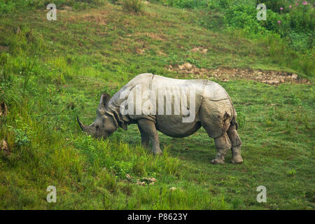 Indische Nashorn im Kaziranga National Park, Indien Stockfoto