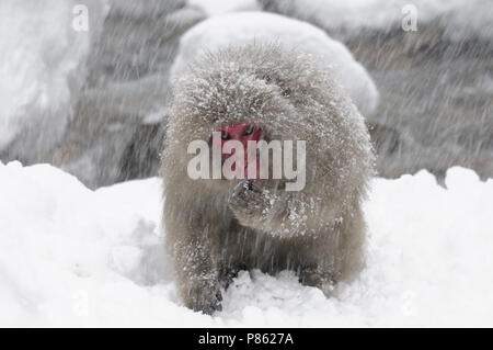 Japanischen Schnee Affen in der Wildnis in Japan im Winter. Stockfoto