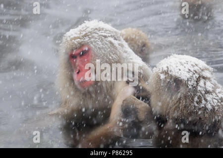 Japanischen Schnee Affen in der Wildnis in Japan im Winter. Stockfoto