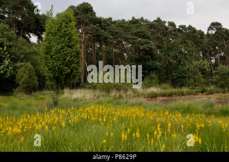 Buurserzand Stockfoto