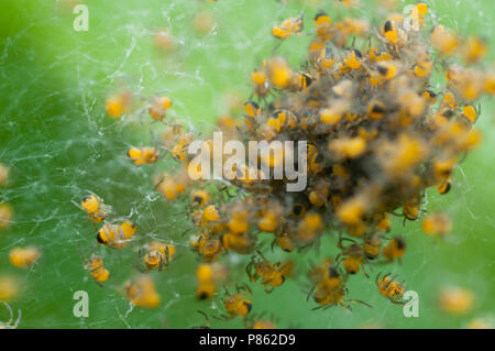 Jonge spinnetjes, Spiderlings Stockfoto