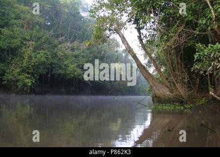 In Borneo; Kinabatang kinabatangrivier Fluss in Borneo Stockfoto