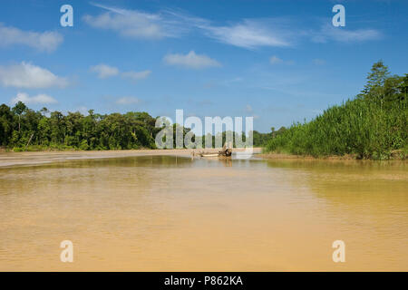 In Borneo; Kinabatang kinabatangrivier Fluss in Borneo Stockfoto