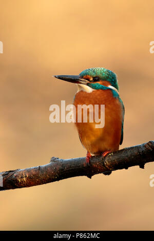 Goudsbloem zittend in Eerste ochtend Licht; Eisvogel sitzt im ersten Morgenlicht. Stockfoto