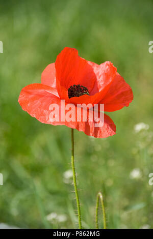 Klaproos; Stachelige Mohn Stockfoto