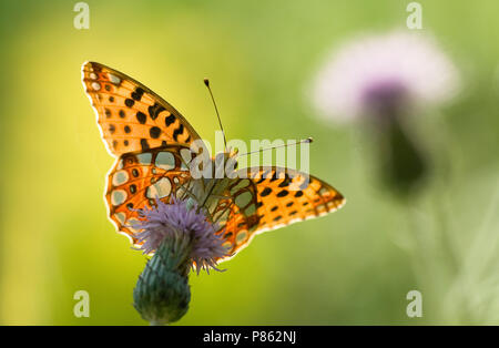 Kleine parelmoervlinder, Königin von Spanien Fritillary Stockfoto