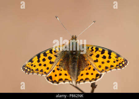 Kleine parelmoervlinder, Königin von Spanien Fritillary Stockfoto